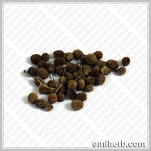 East Indian Globe Thistle (Tukhm-e-Unt Kanta)  مشرقی گلوب تھسل