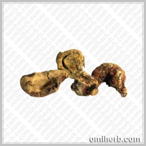 Java Galanga (Khulanjaan)   خولنجاں کلیجن، پرتتی