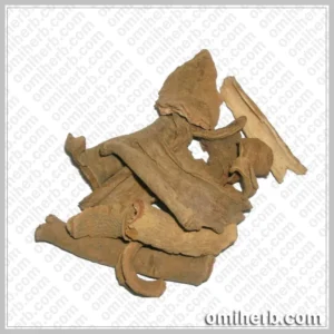 Lodh Tree (Lodh Pathani)   لؤد پٹھانی