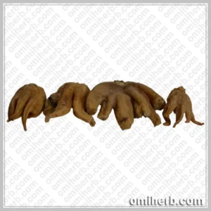 Marsh Orchid (Salab Panja) سعلب پنجہ