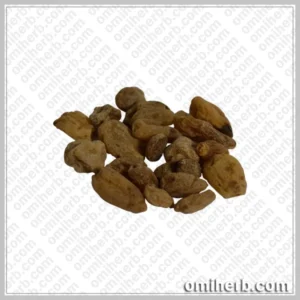 Salep Orchid (Salab Misri) سعلب مصری