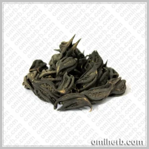 Stinging Nettle (Bicho Phal)  بچھوپھل