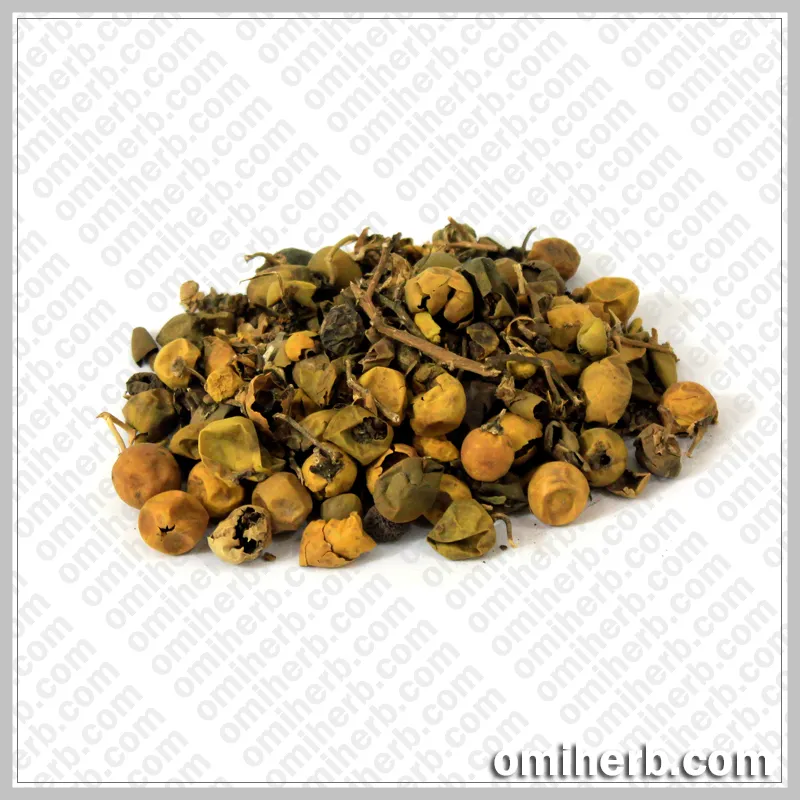 Wild Egg Plant (Bhat Katiya)  بھٹ کٹیا